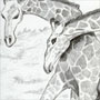 Giraffes